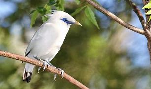 Burung Yang Dilindungi Di Kalimantan Barat